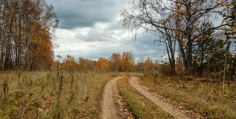 Autumn forest against the background of the cloudy sky.