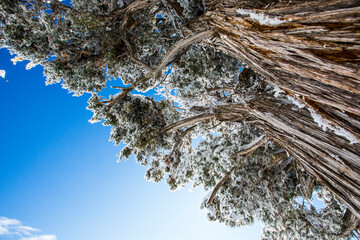 Winter in Grand Canyon National Park, United States Of America