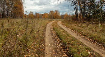 Autumn forest against the background of the cloudy sky.