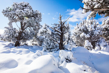 Fototapeta na wymiar Winter in Grand Canyon National Park, United States Of America