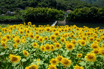 Obraz premium ヒマワリ