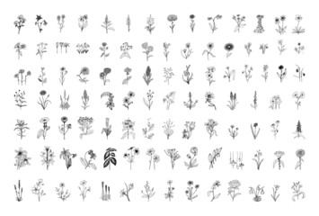 Collection of monochrome illustrations of flowers in sketch style. Hand drawings in art ink style. Black and white graphics.