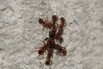 crematogaster scutellaris ant macro photo