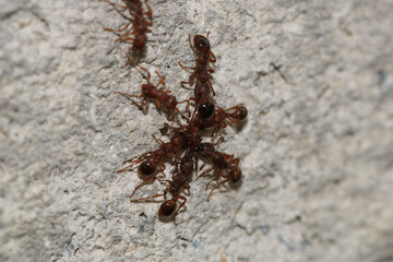 crematogaster scutellaris ant macro photo