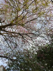 blossom tree