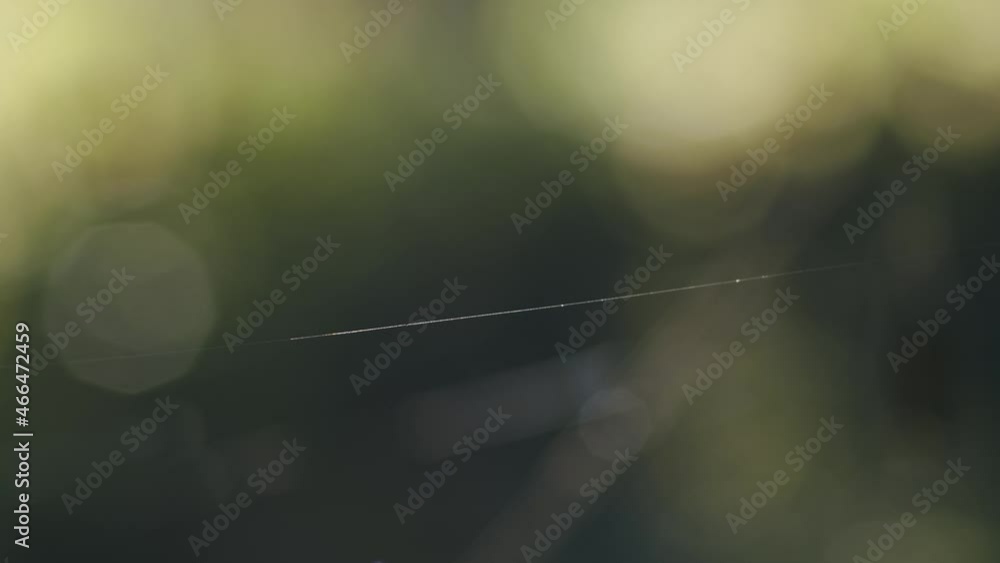 Poster single spider web silk string thread shining in wind on green bokeh background