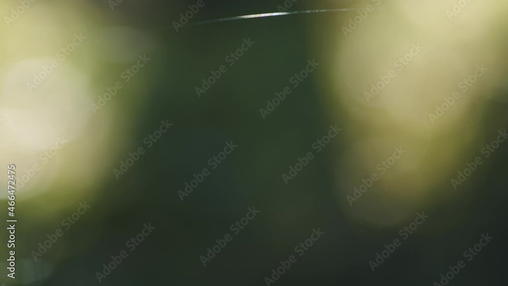 Poster single spider web silk string thread shining in wind on green bokeh background