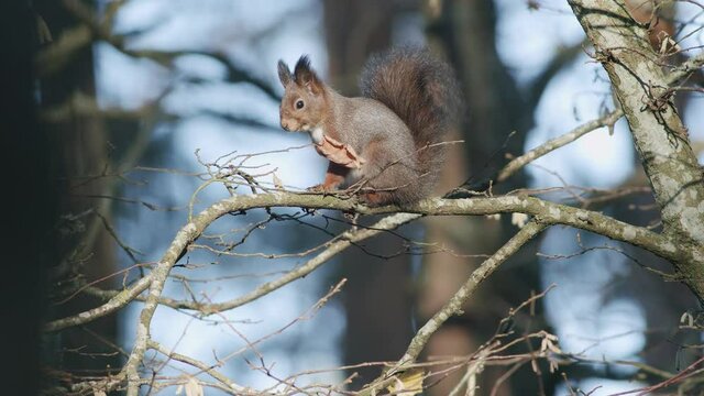 Wild squirrel climbing in tree sitting on the branch
