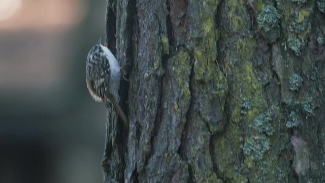 Treecreeper bird climbing vertical on tree trunk bark feeding eating