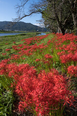 彼岸花,ヒガンバナ,曼殊沙華
