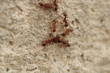 crematogaster scutellaris ant macro photo