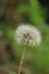 dandelion seeds are thrown in the wind