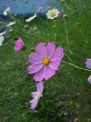 pink flowers in the garden