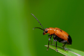 Plant Pests & Diseases 