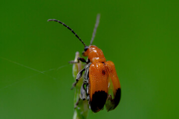 Plant Pests & Diseases 
