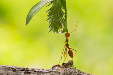 a group of weaver ants looking for a drink from the water at the end of the grass leaves
