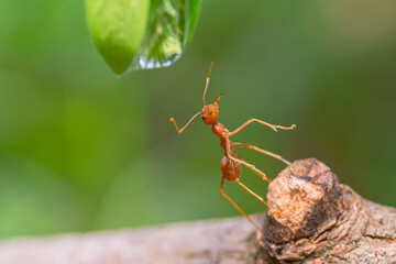 a group of weaver ants looking for a drink from the water at the end of the grass leaves