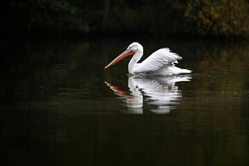 Beautiful pelican bird on the dark lake. Giant bird on the water. European wildlife.