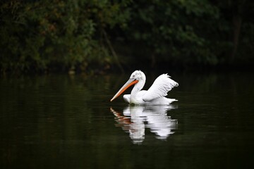 Beautiful pelican bird on the dark lake. Giant bird on the water. European wildlife.