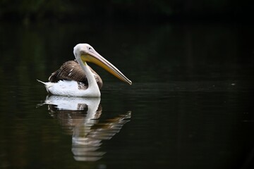 Beautiful pelican bird on the dark lake. Giant bird on the water. European wildlife.