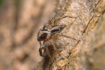 macro photo of spider in the garden
the spider is waiting for its prey
usually eat small insects, flies, mosquitoes and even grasshoppers