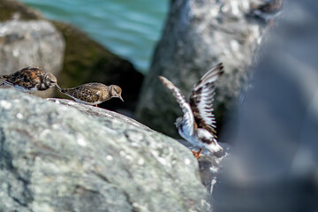 Social life of birds at the peer of Oostende, Belgium. Sunny summer day. Selective shallow focus,