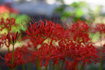 彼岸花,ヒガンバナ,曼殊沙華

