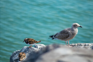 Birds by the sea and their social life. Summer sunny day in Belgium