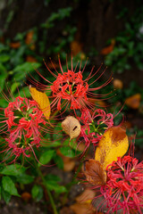 彼岸花,ヒガンバナ,曼殊沙華
