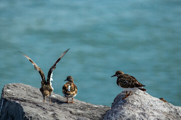 Social life of birds at the peer of Oostende, Belgium. Sunny summer day. Selective shallow focus,