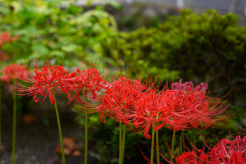 彼岸花,ヒガンバナ,曼殊沙華

