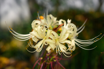彼岸花,ヒガンバナ,曼殊沙華
