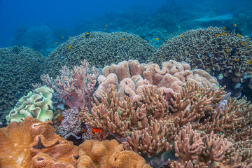 Coral reef South Pacific