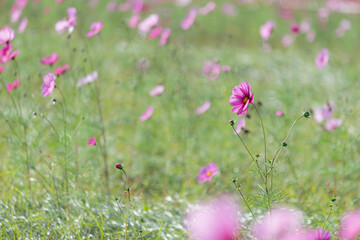 濃いピンクのコスモス
