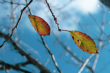色づくサクラの葉と青空