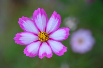 コスモス