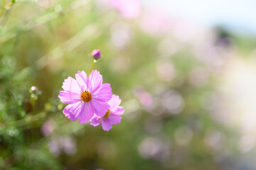 コスモス