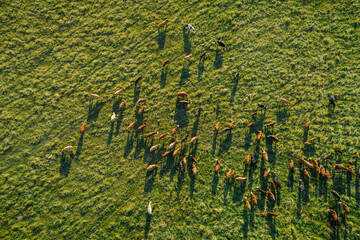 Aerial top-down view over meadow cows showing their long shadows from sundown in grass field....