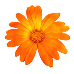 Bright orange-yellow flower of calendula isolate on a white background close-up.