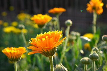 Beautiful flower in the garden 