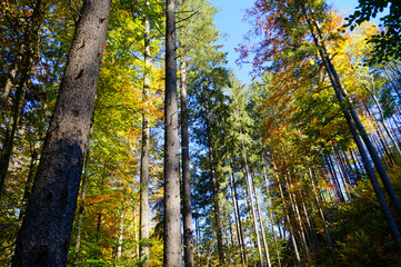 sunlit autumnal forest in the morning hours by the lake Alatsee in Bad Faulenbach (Fuessen, Bavaria, Germany)