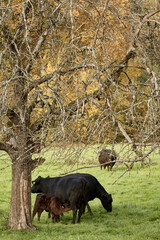 Black cow feeding milk to brown calf in the cattle paddock in autumn.