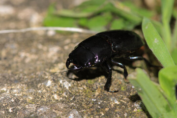 natural stag beetle insect macro photo