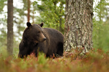 European brown bear (Ursus arctos) in the forest scenery