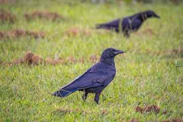 Fish crows (Corvus ossifragus) check the lawn for insects. Raleigh, North Carolina.