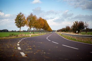Fototapeta premium Laub liegt auf der Bundesstraße im Herbst, Gefahr durch Glätte auch bei Sonnenschein