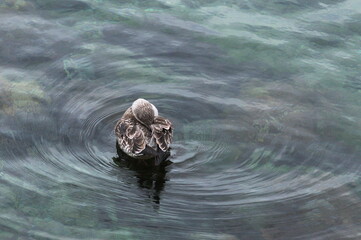 Fototapeta premium A duck swimming on a water surface