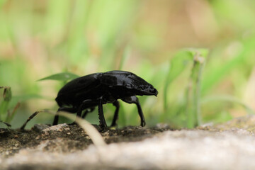 natural stag beetle insect macro photo