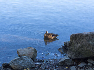 Female mallard, Anas platyrhynchos, swimming on a rocky shore in autumn