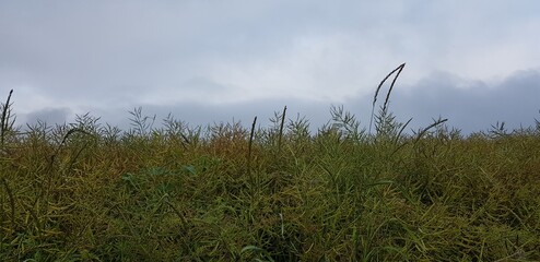 Fototapeta premium Feld